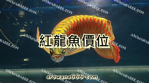 紅龍魚價格|商品介紹 